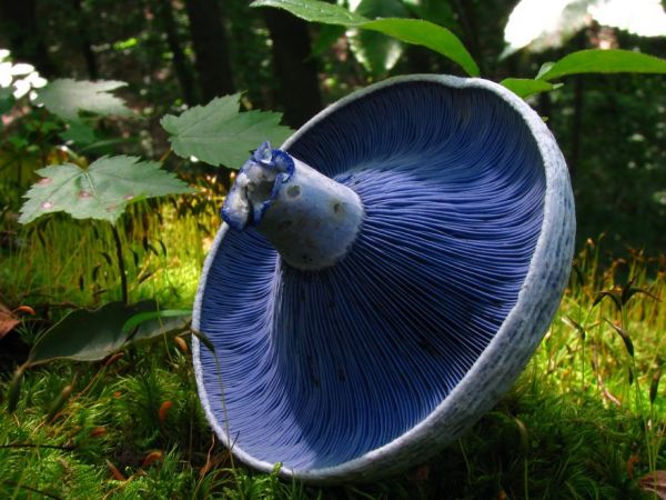 interesting-mushroom-photography-104__880