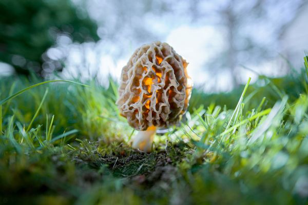 interesting-mushroom-photography-601__880