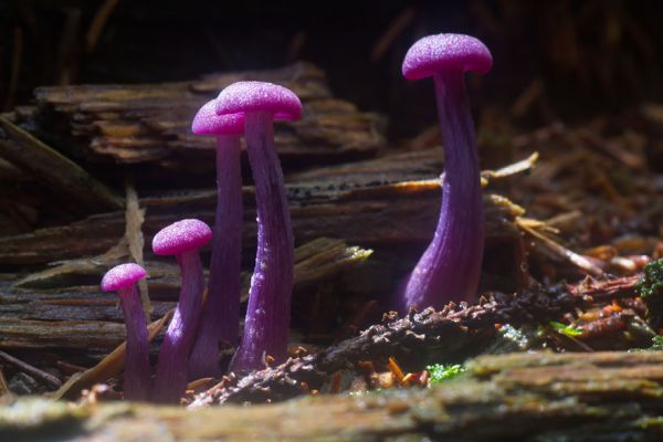 mushroom-photography-201__880