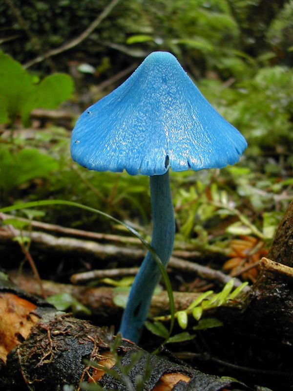 interesting-mushroom-photography-641__880