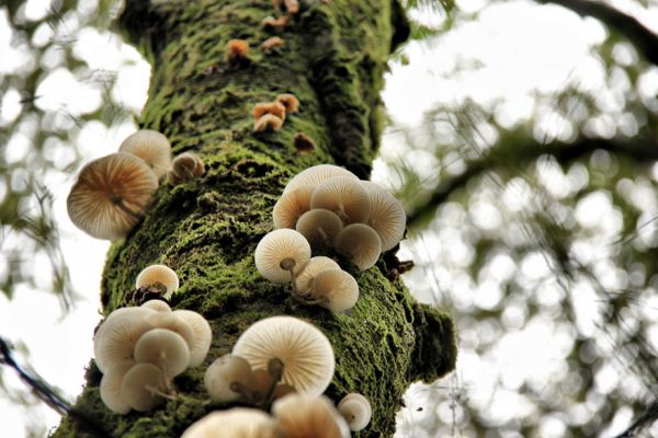 interesting-mushroom-photography-751__880