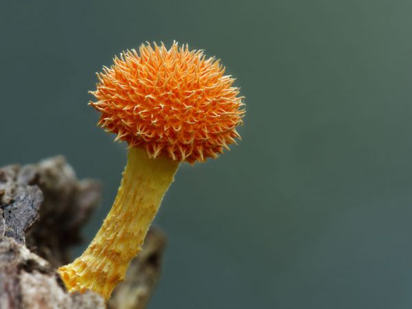 interesting-mushroom-photography-85__880