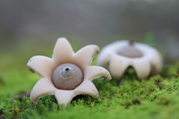 interesting-mushroom-photography-100__880