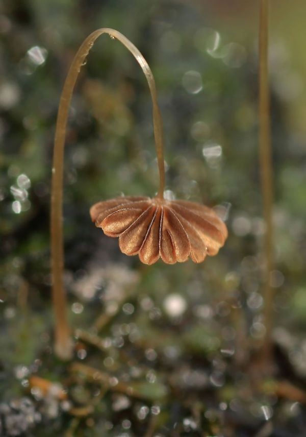 interesting-mushroom-photography-96__880