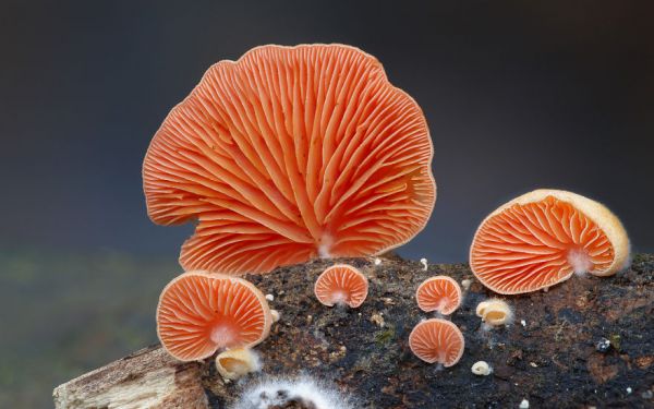 interesting-mushroom-photography-88__880