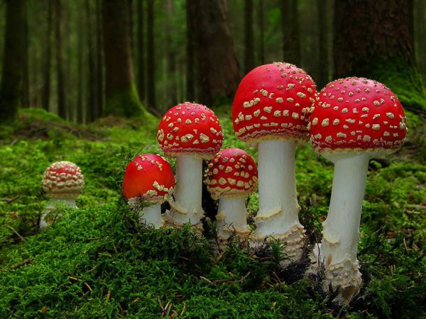 interesting-mushroom-photography-107