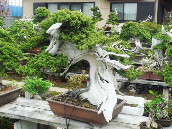 amazing-bonsai-trees-19-5710f2f5ca819__700