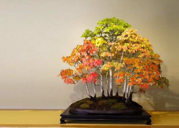 amazing-bonsai-trees-11-5710ecaba5024__700