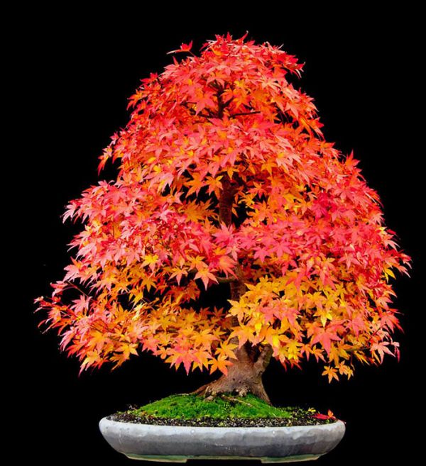 amazing-bonsai-trees-24-5710f78e7b4e5__700