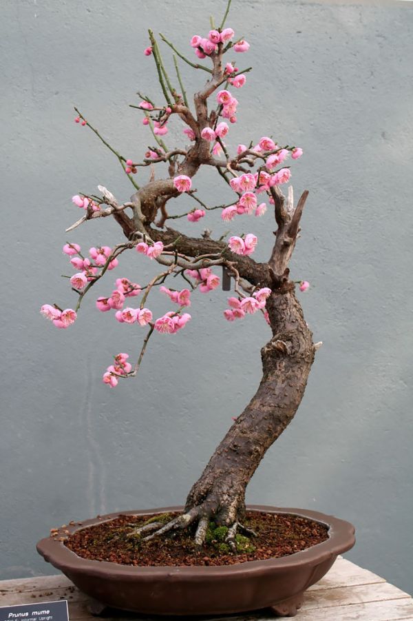 amazing-bonsai-trees-3-5710e78d95bf1__700