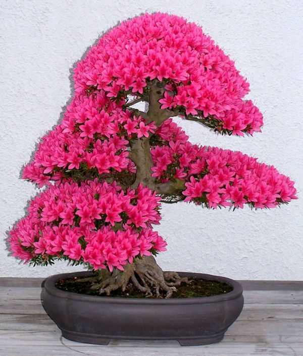 amazing-bonsai-trees-1-5710e77e33ce6__700