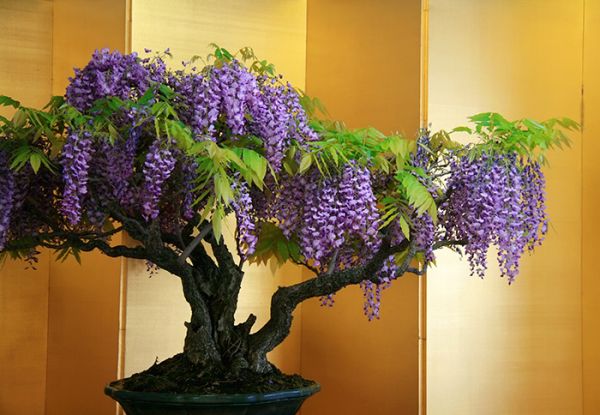 amazing-bonsai-trees-30-5710f9a93ef3d__700