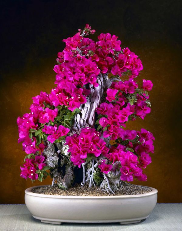amazing-bonsai-trees-16-5710f113432bb__700