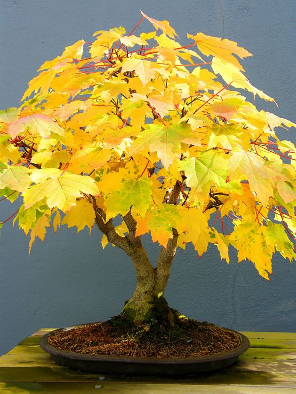 amazing-bonsai-trees-18-5710f1d3077af__700