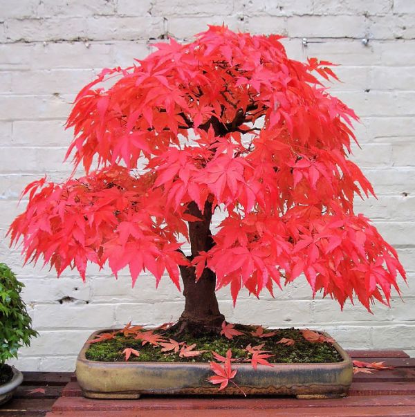 amazing-bonsai-trees-4-5710e792c2477__700
