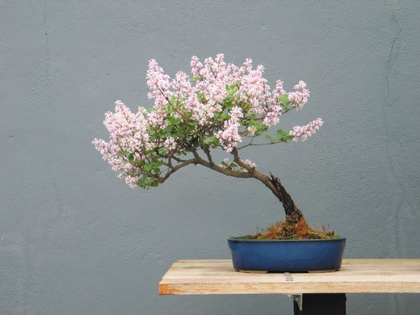amazing-bonsai-trees-8-5710e7a49c05c__700