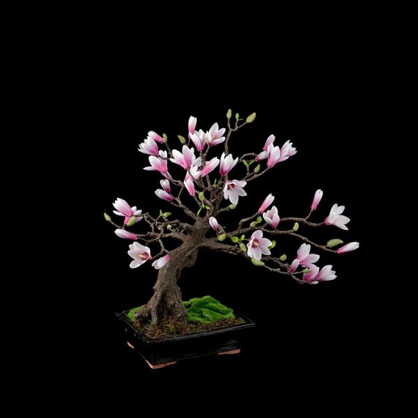 amazing-bonsai-trees-7-5710e7a153003__700