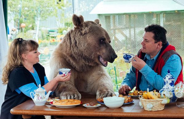 adopted-bear-russian-family-stepan-a20