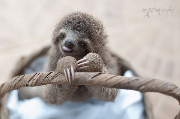 cute-baby-sloth-institute-costa-rica-sam-trull-5