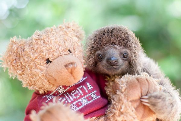 cute-baby-sloth-institute-costa-rica-sam-trull-16