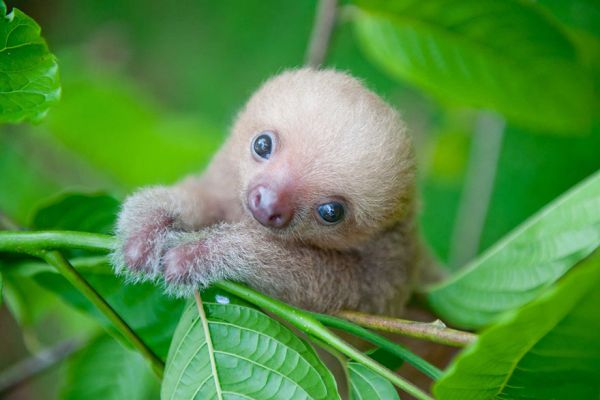 cute-baby-sloth-institute-costa-rica-sam-trull-17