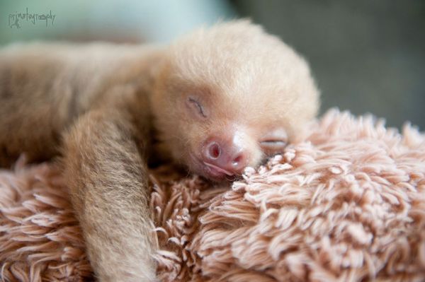 cute-baby-sloth-institute-costa-rica-sam-trull-6