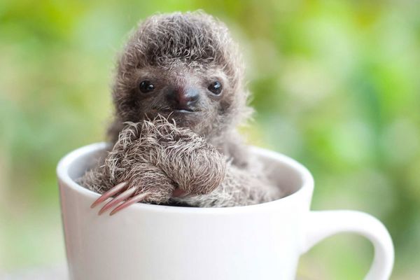 cute-baby-sloth-institute-costa-rica-sam-trull-15