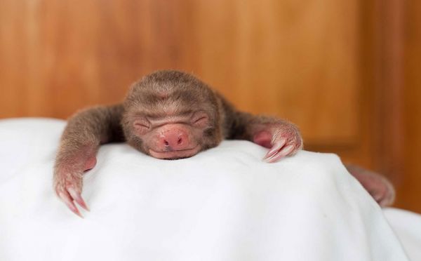cute-baby-sloth-institute-costa-rica-sam-trull-19