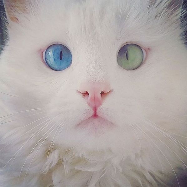 heterochromia-cat-cross-eyed-alos-17