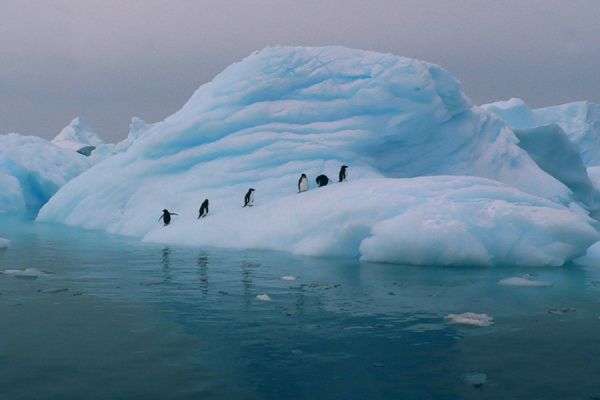 iceberg-penguins