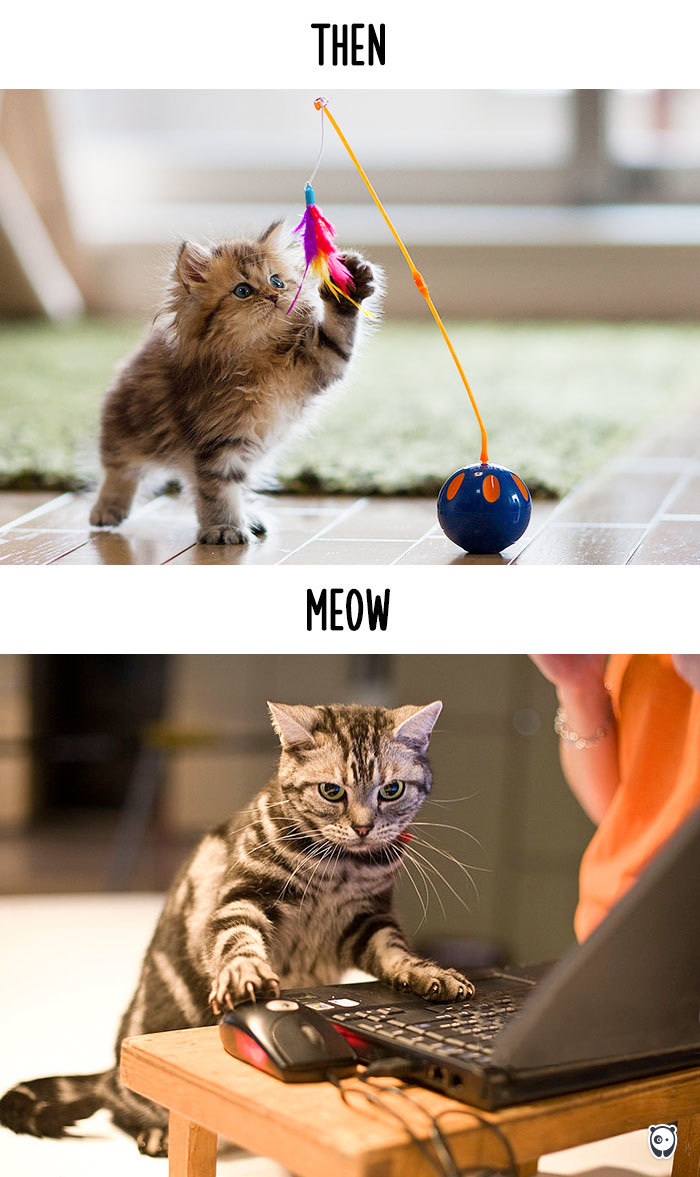 cats-then-now-funny-technology-change-life-3-5715fa427ed08__700