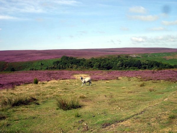 The Moors - North Yorkshire