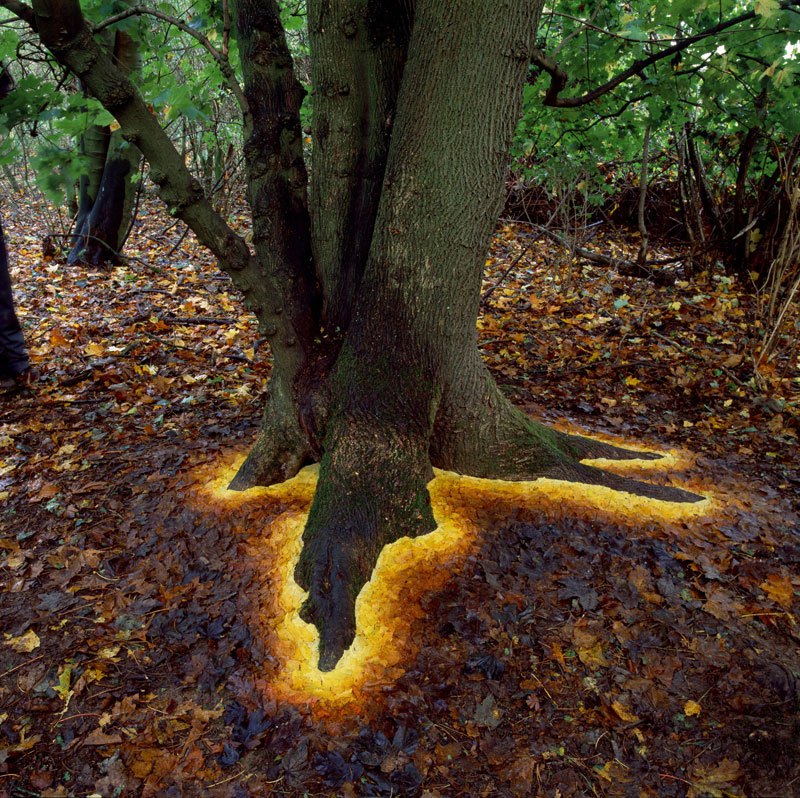 andy-goldsworthy-arranges-leaves-to-make-tree-look-like-it-has-a-glowing-base