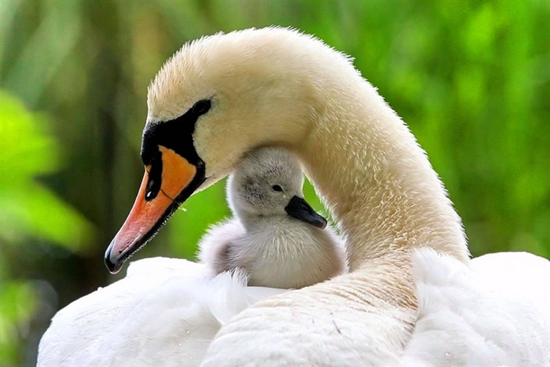 Beautiful photos of loving mother and baby animal (25 pictures) | Memolition