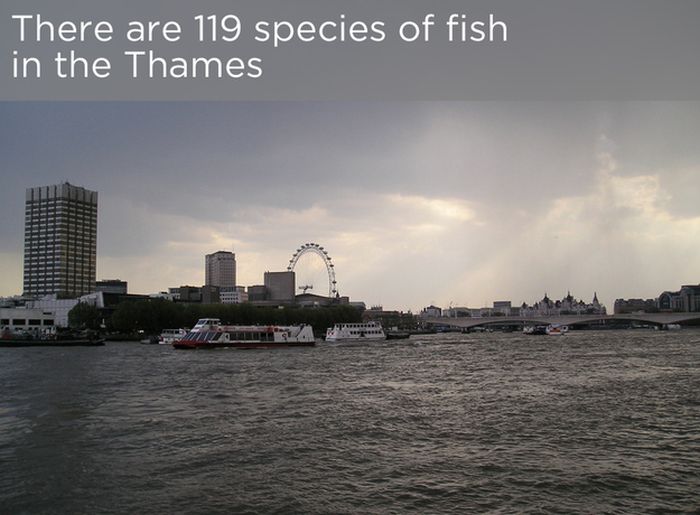 facts_you_probably_dont_know_about_the_river_thames_02