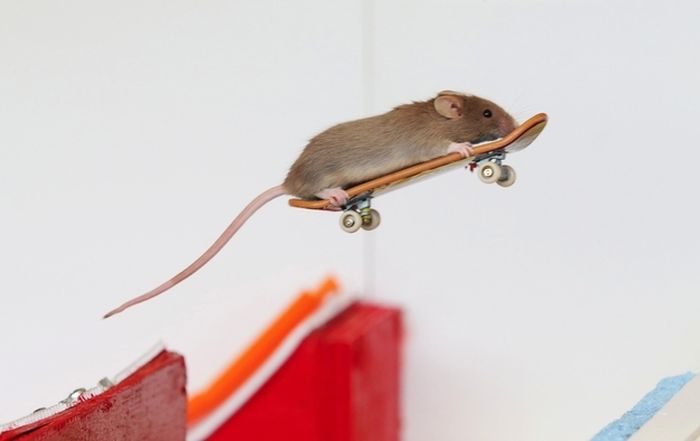 you_have_to_see_these_pictures_of_skateboarding_mice_03