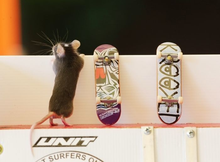 you_have_to_see_these_pictures_of_skateboarding_mice_05