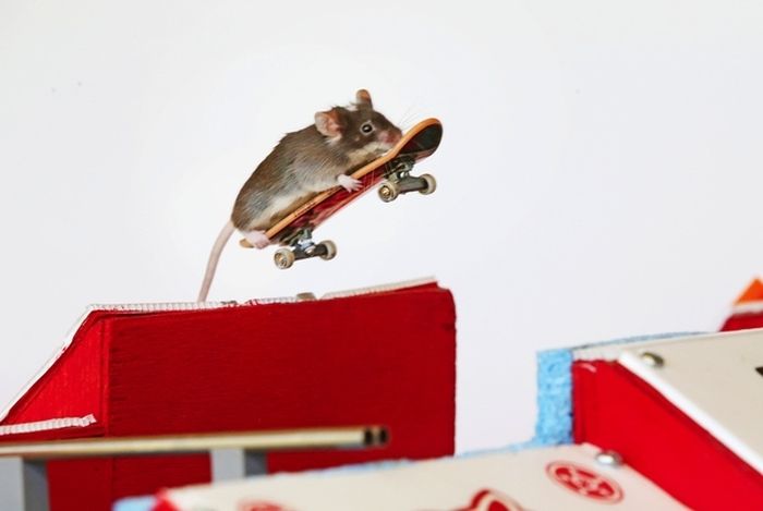 you_have_to_see_these_pictures_of_skateboarding_mice_08