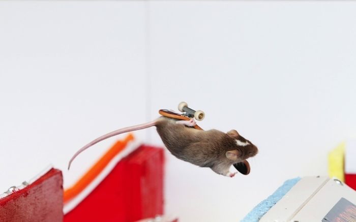 you_have_to_see_these_pictures_of_skateboarding_mice_09
