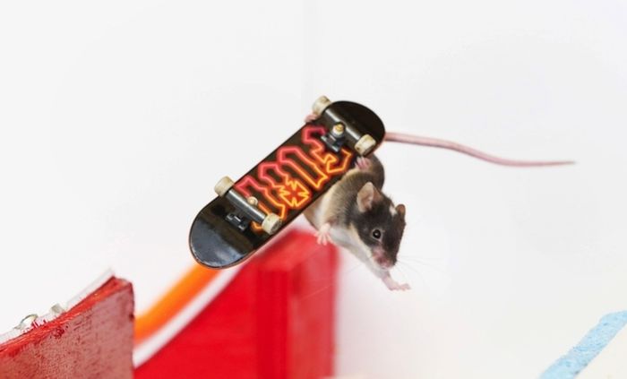 you_have_to_see_these_pictures_of_skateboarding_mice_10