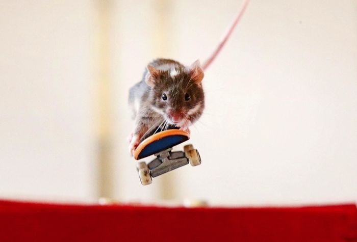 you_have_to_see_these_pictures_of_skateboarding_mice_14