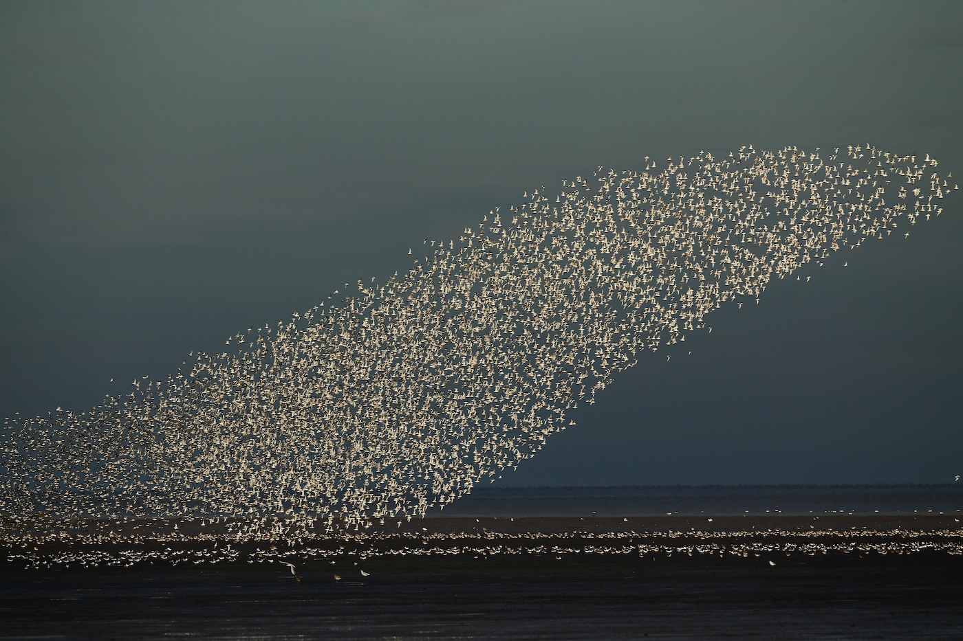flocks of birds flying in patterns