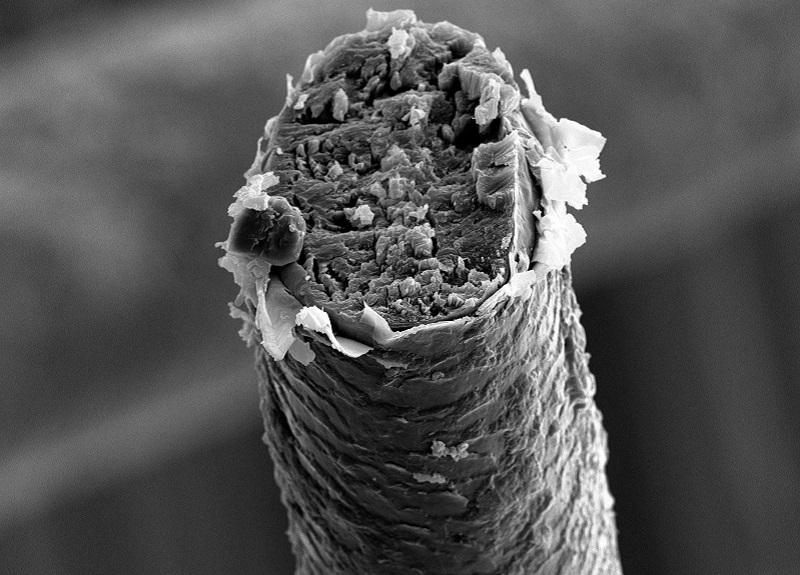 Totally Awesome and Terrifying Objects Under a Microscope (21 pictures
