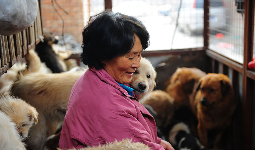Chinese Woman Save 100 Dogs From Chinese Dog-Eating Festival | Memolition