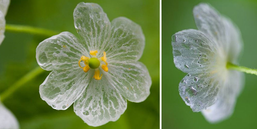 Weird Flowers That Become Transparent When It Rains | Memolition