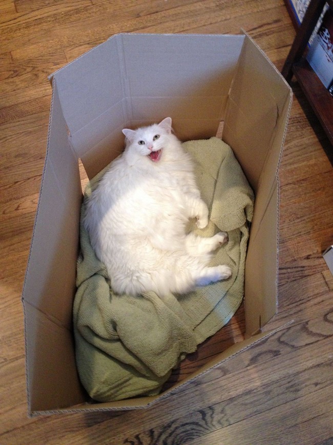 Here Is Proof That Cats Love Cardboard Boxes More Than Anything Else In