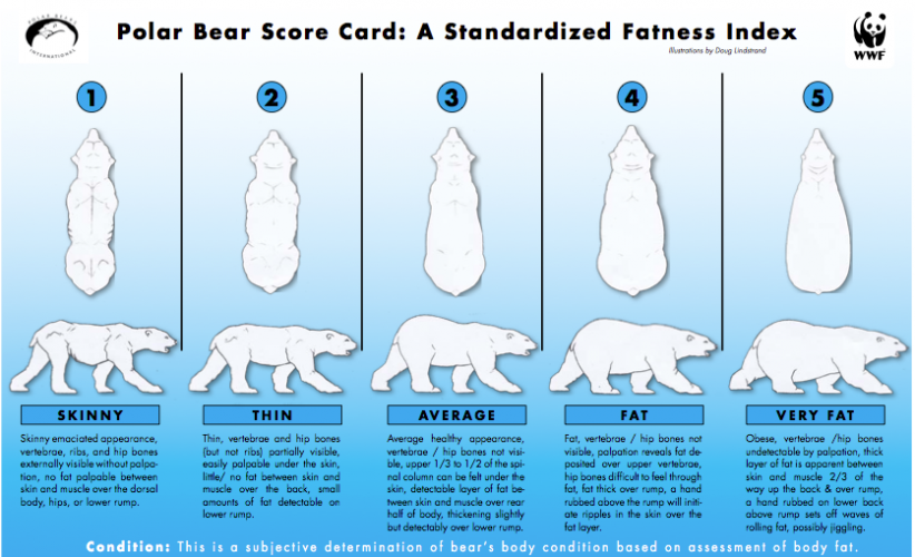 Polar перевод. Белый медведь Размеры. Полярный медведь сравнение с человеком. Полярный медведь вес. Масса полярного медведя.